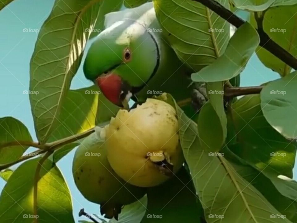 Beautiful  Indian   Parrot   and  he   eating     Guvava  fruit.