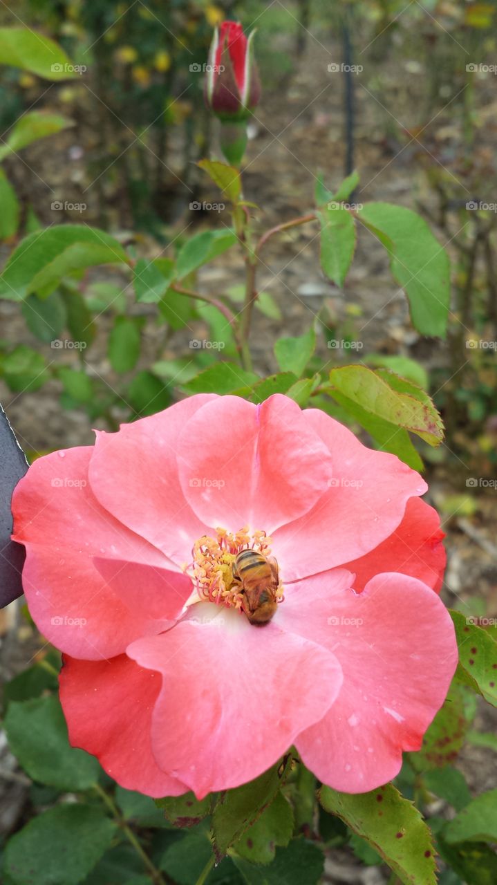 big red flower