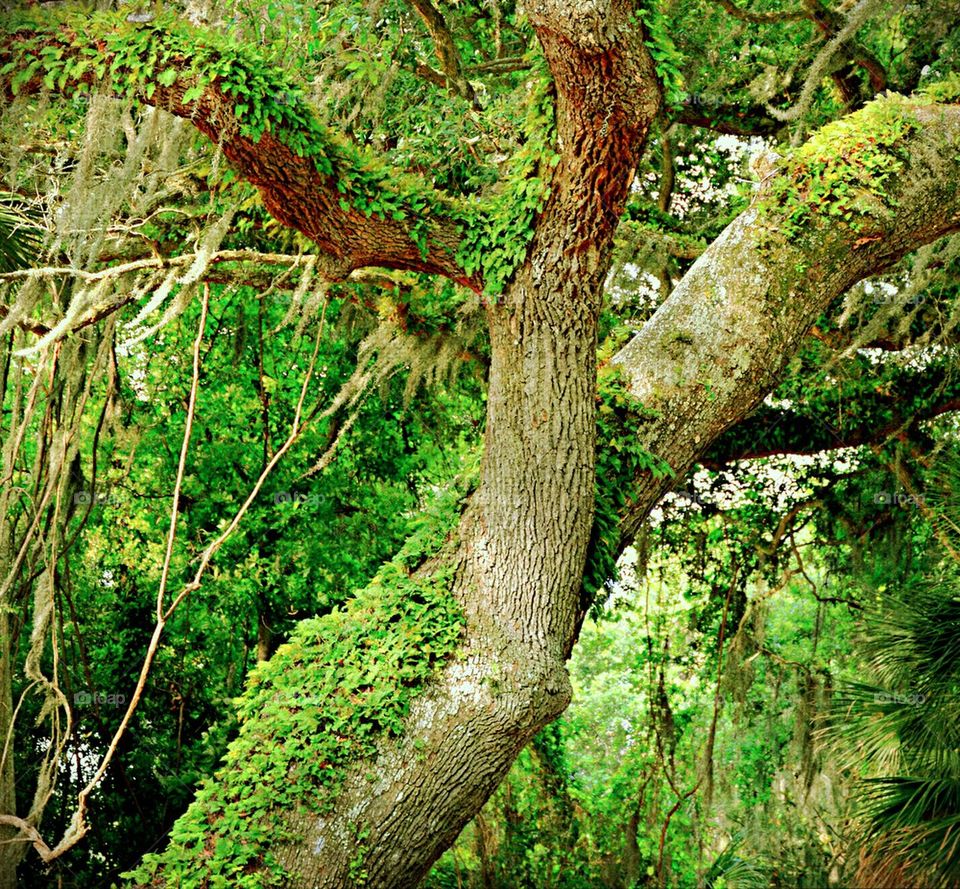 Live Oak Tree Vines