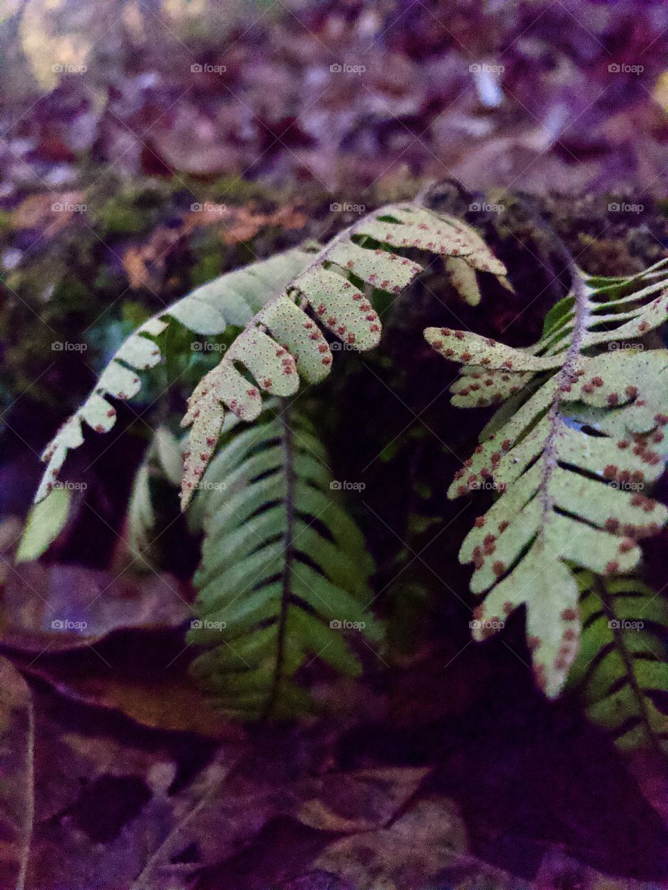 Underside of small ferns