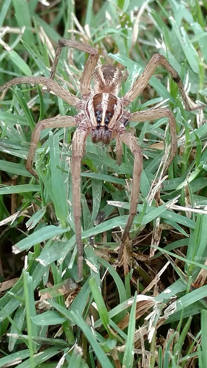 Nature, Closeup, No Person, Leaf, Outdoors