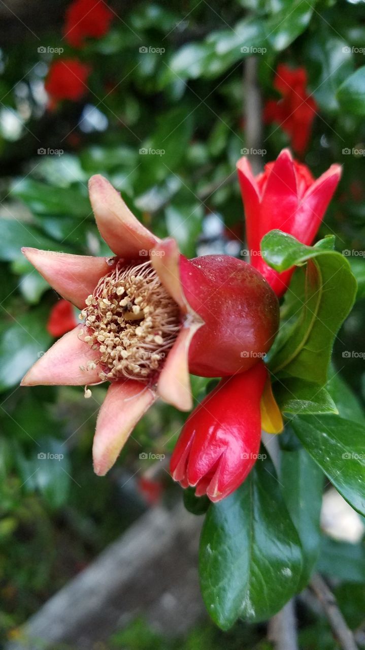 Growing pomegranate