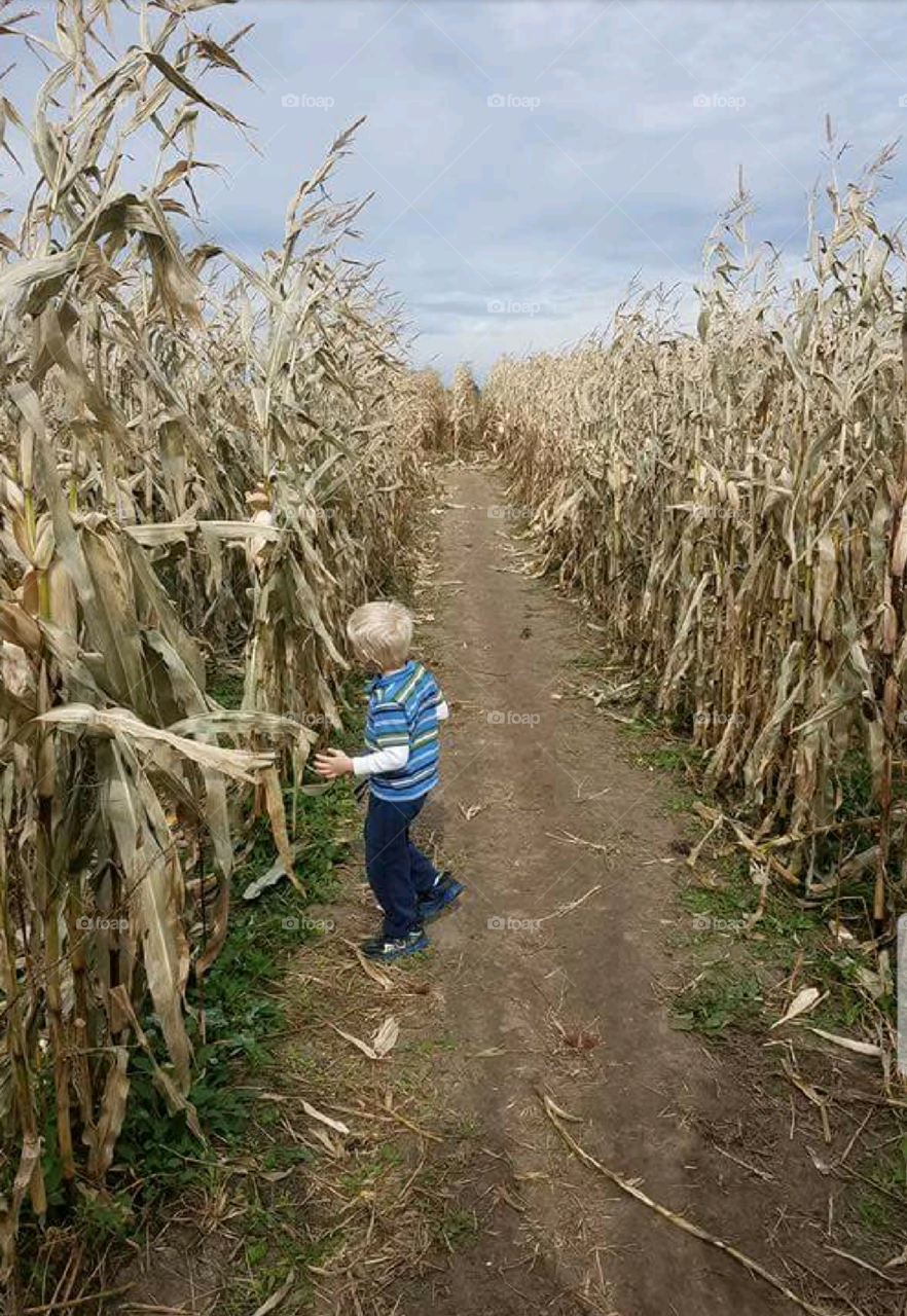 Child Corn Maze Fun