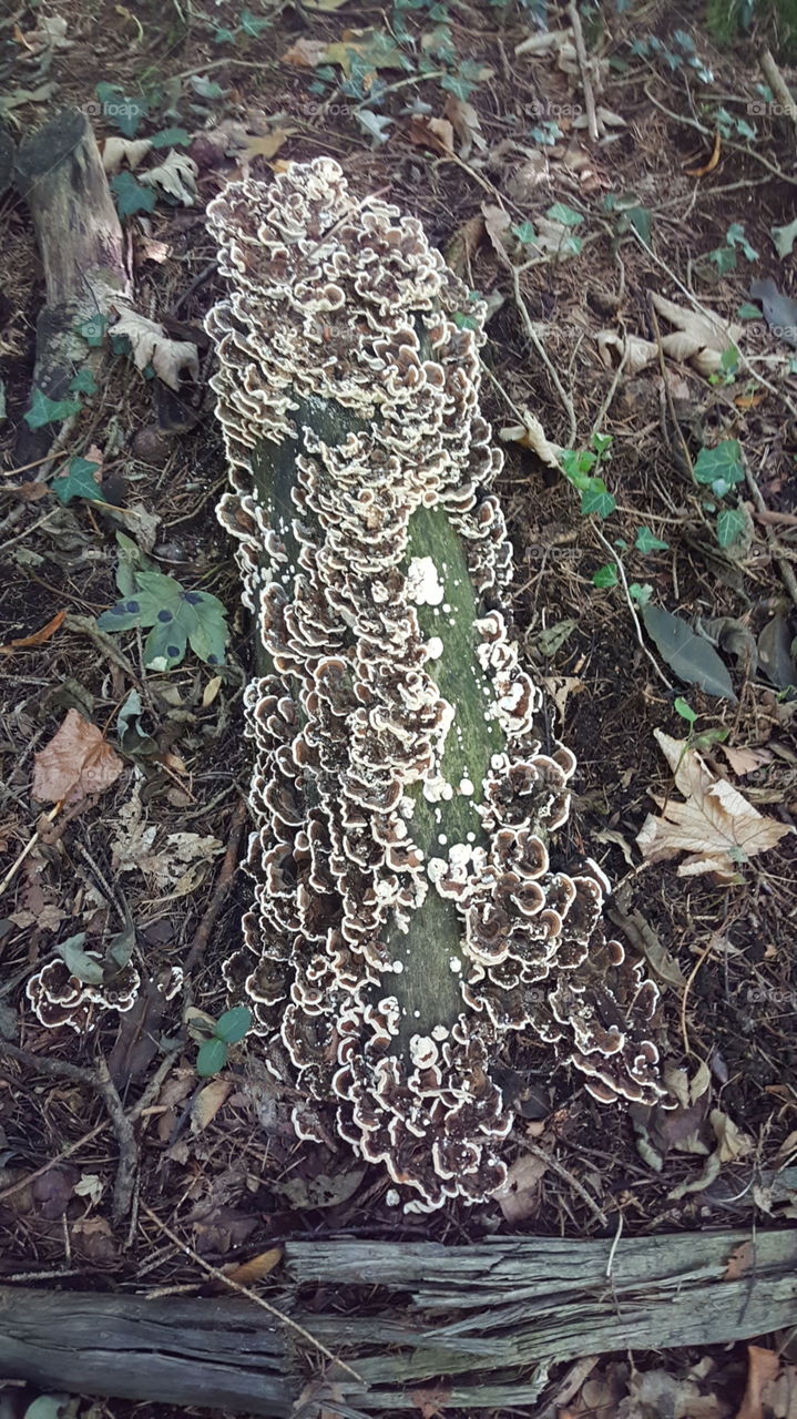 mushroom teavel