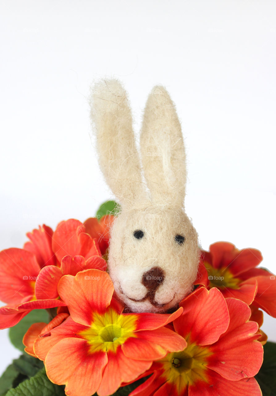 funny easter rabbit between primrose blossoms