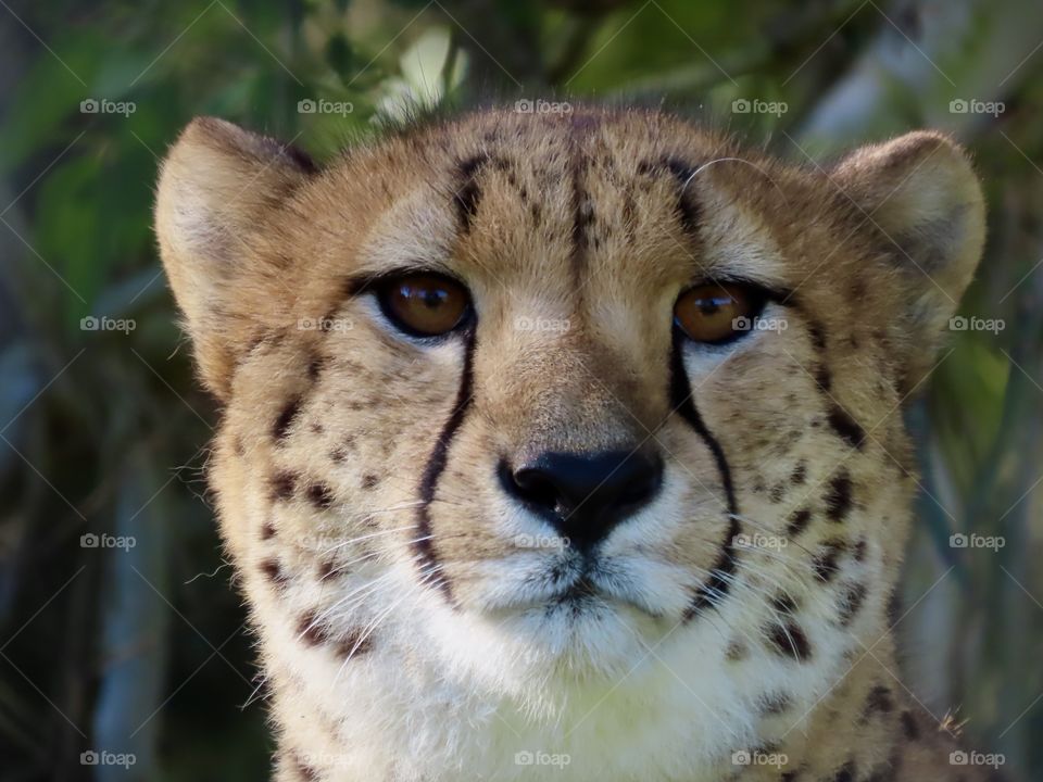 Close up headshot of a beautiful cheetah staring into the distance.