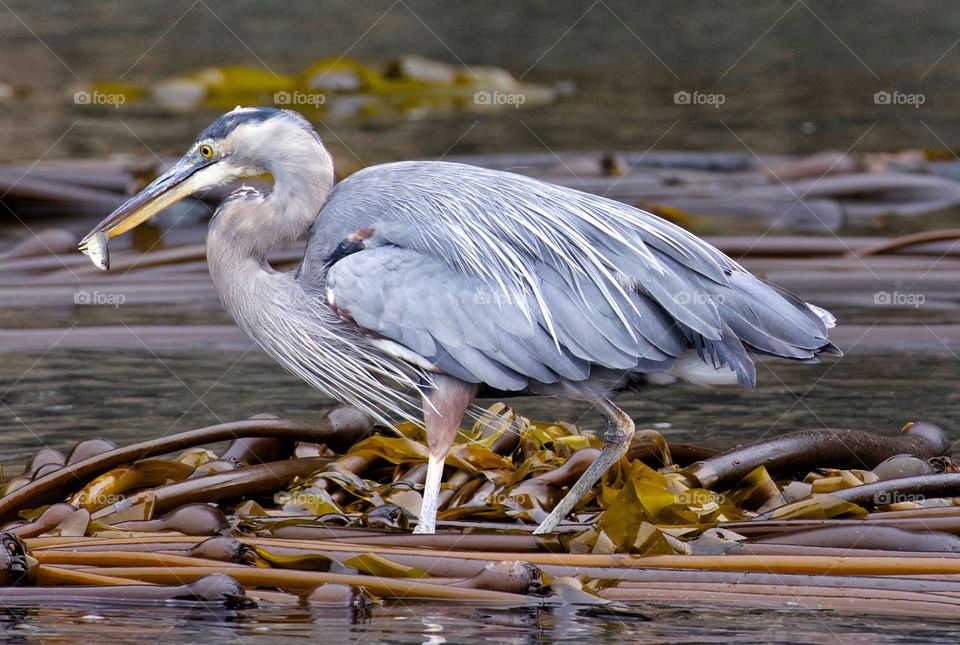 Beautiful Great Blue Heron in kelp