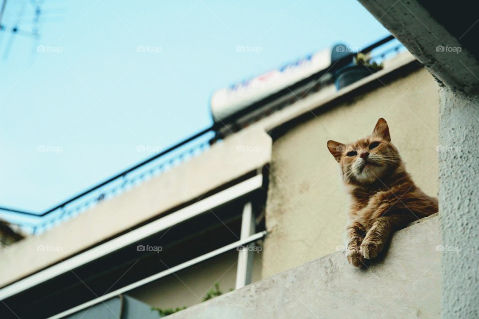 cat and sky
