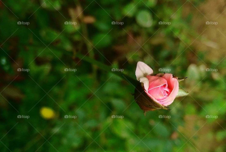 a flower od pink rose