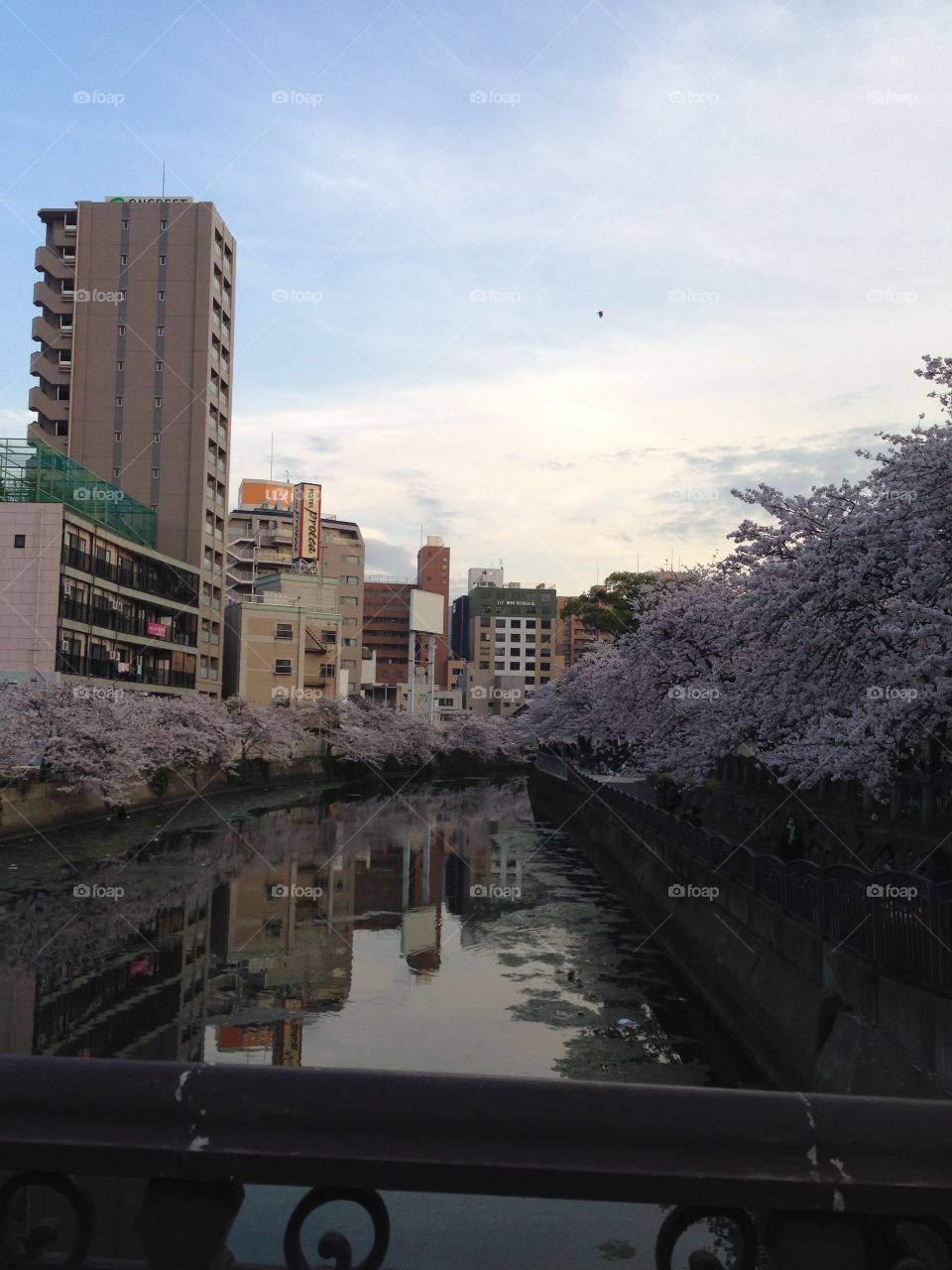 Cherry blossoms 

