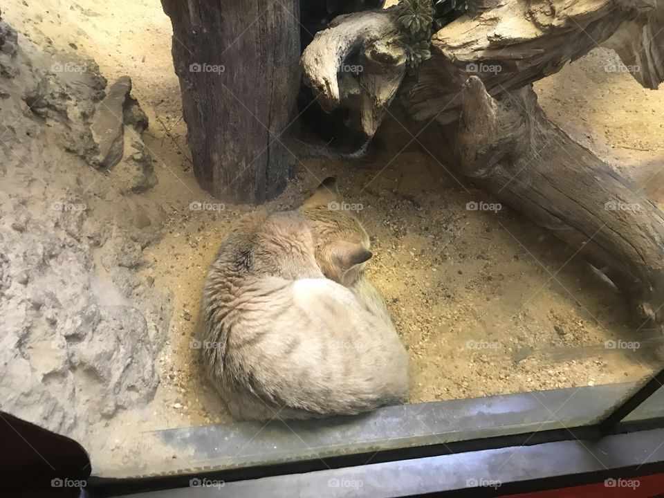 Sand Cat sleeps at the Washington, DC, zoo