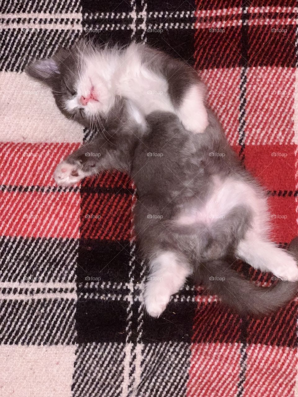 sweet sleep after a hearty meal