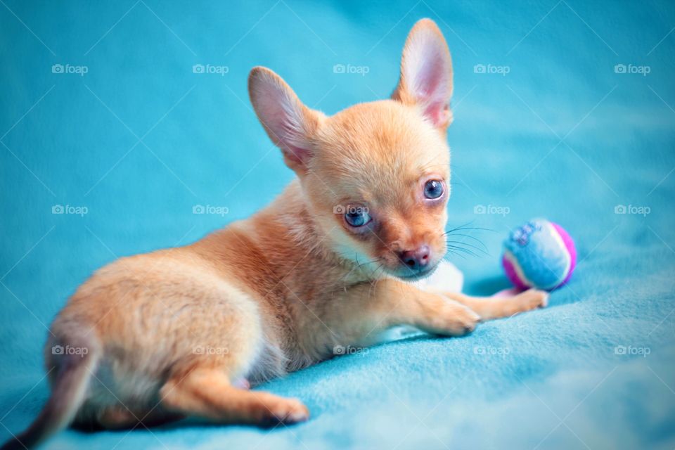 Small puppy with blue eyes 