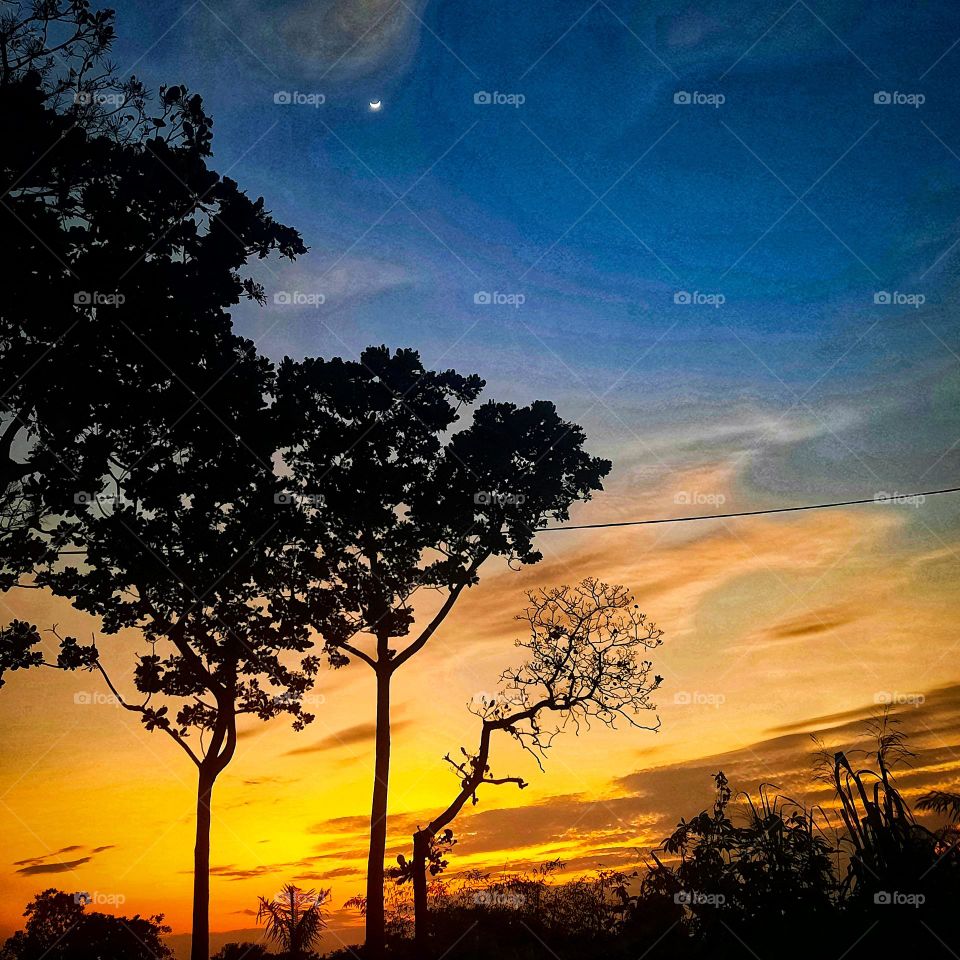 Sunset, evening, trees, clouds, sky, plants, colours