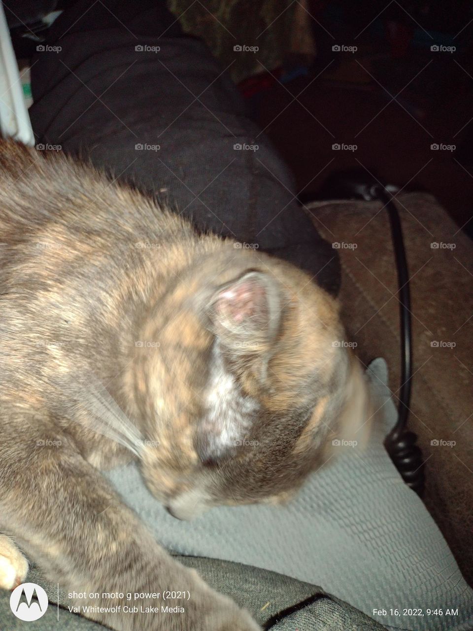 Grey Calico sleeping.