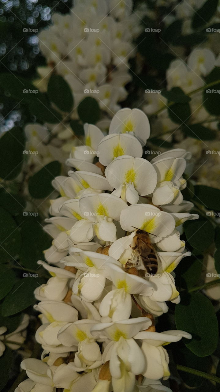 white acacia and a bee