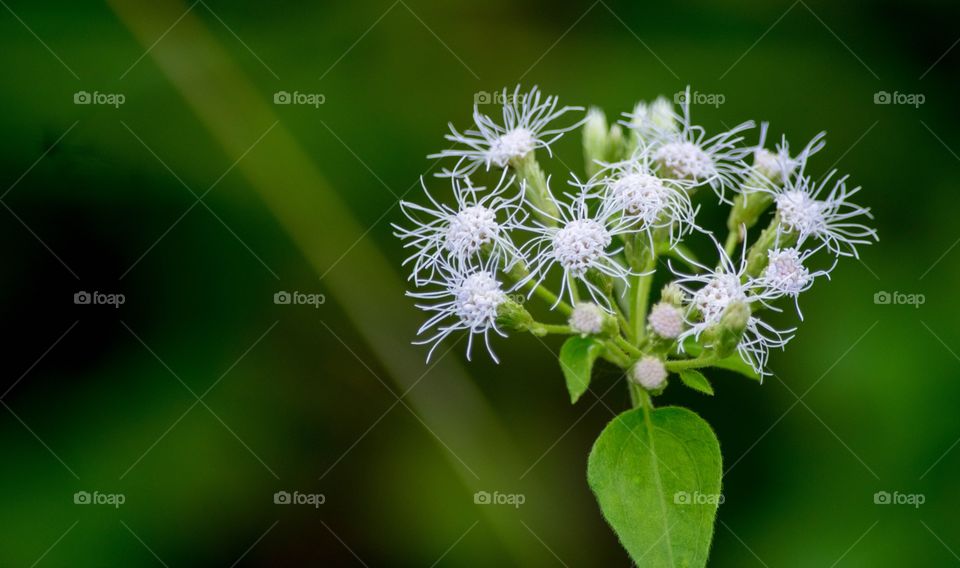 wedelia biflora flower