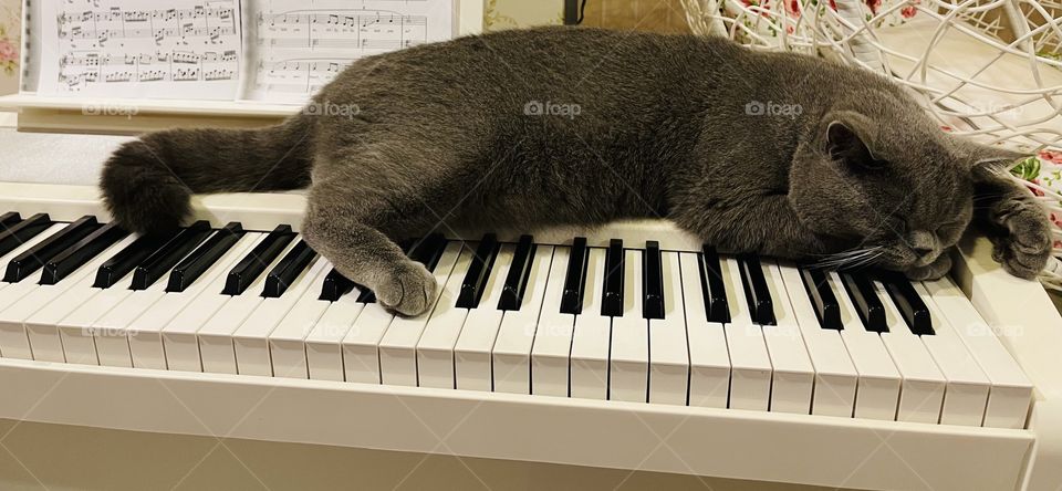 Sleeping on piano