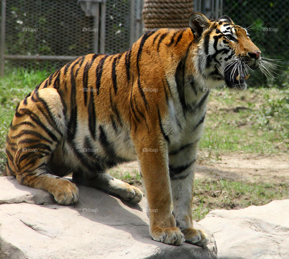 A tiger waiting to be fed at the wild animal zoo in china.