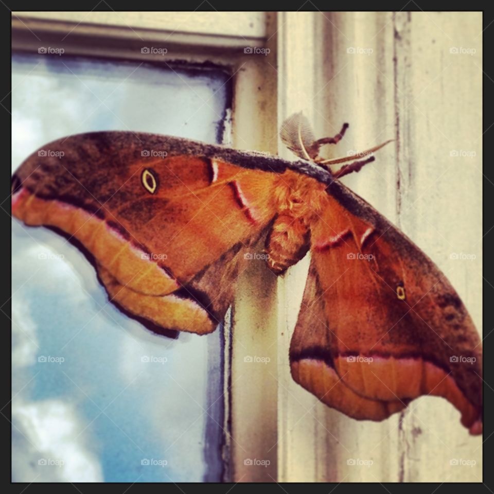 Moth. 