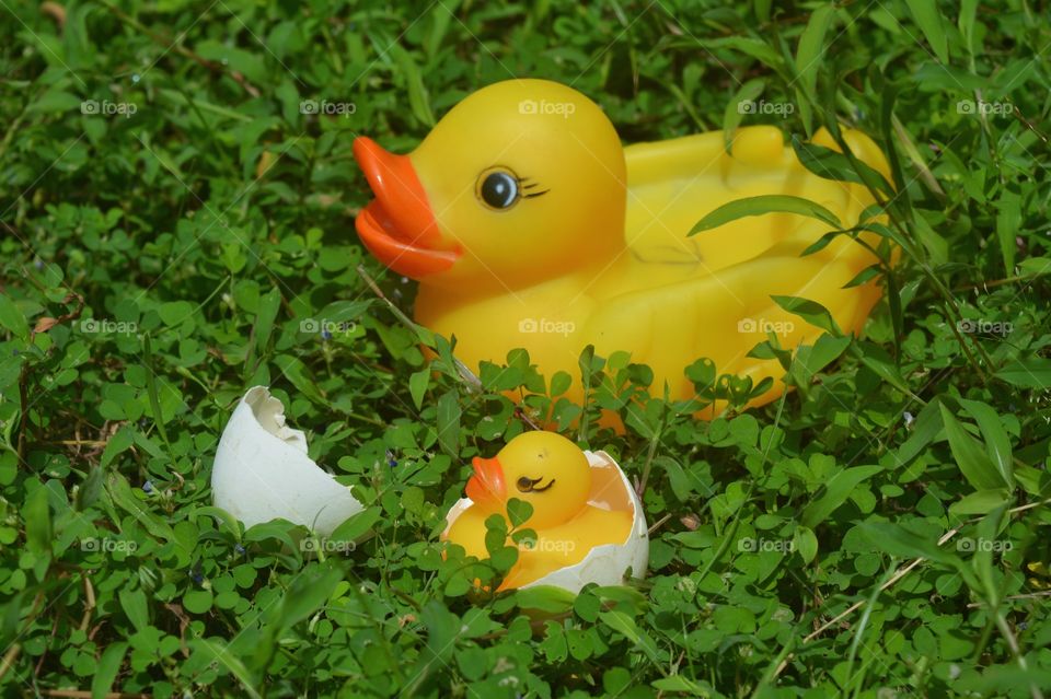 toy duck and hatched egg