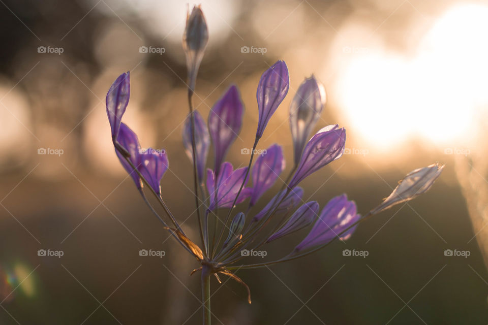 Purple Flower