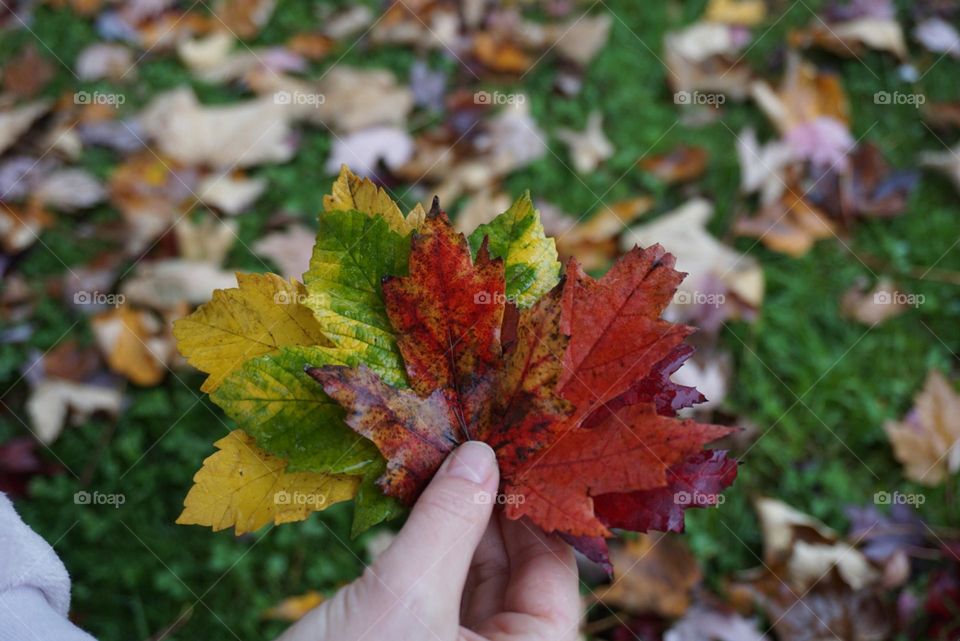 Autumn#colors#leaves