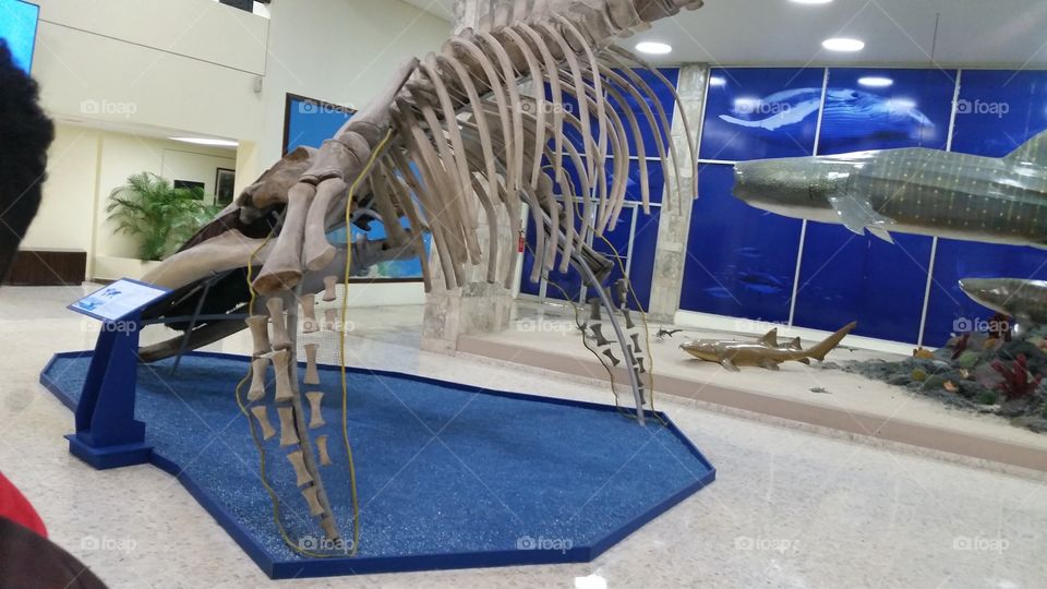 huesos de ballena Gigante