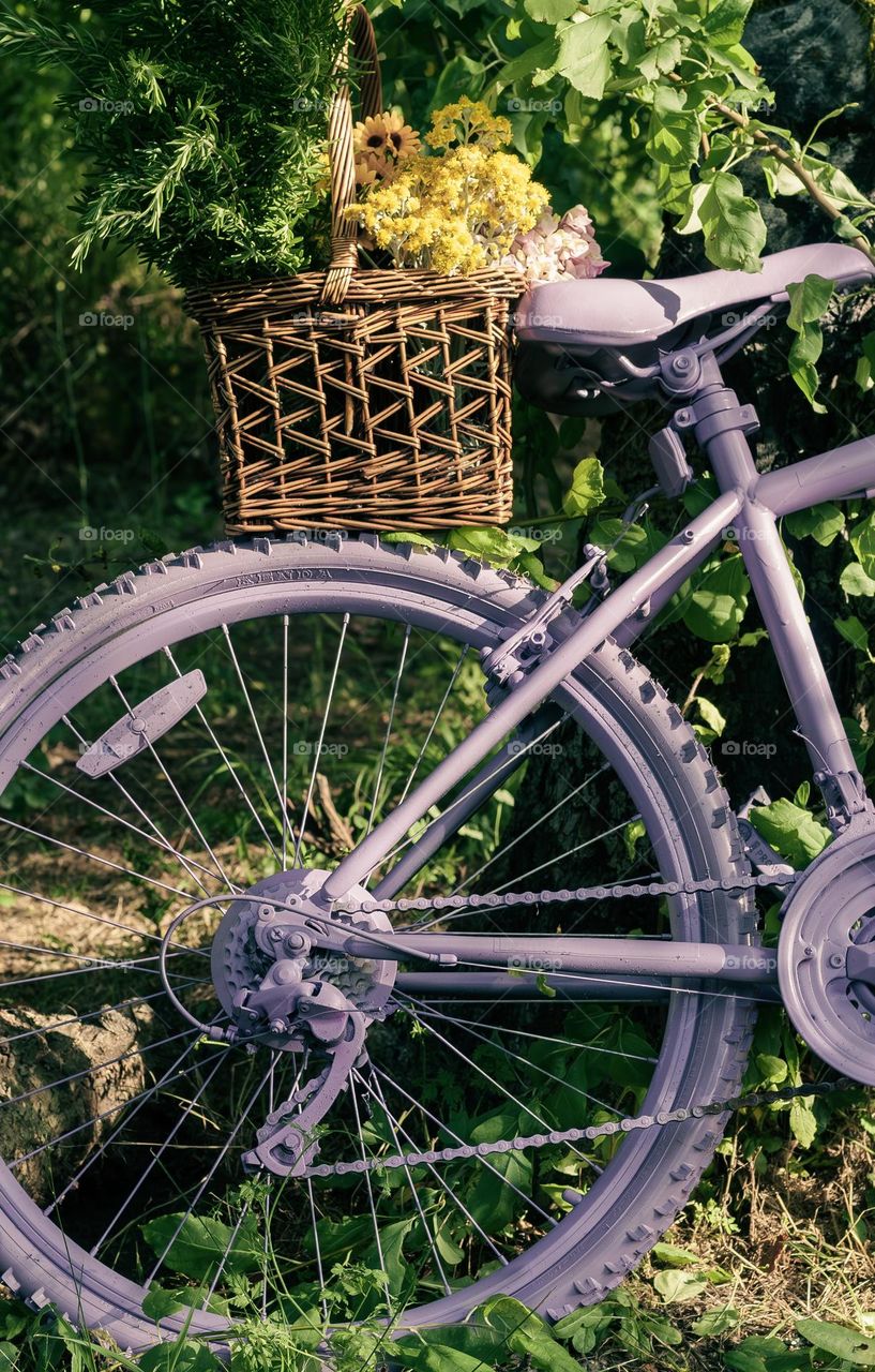 The rear wheel of a purple bicycle with a basket of flowers and rosemary balanced on it.