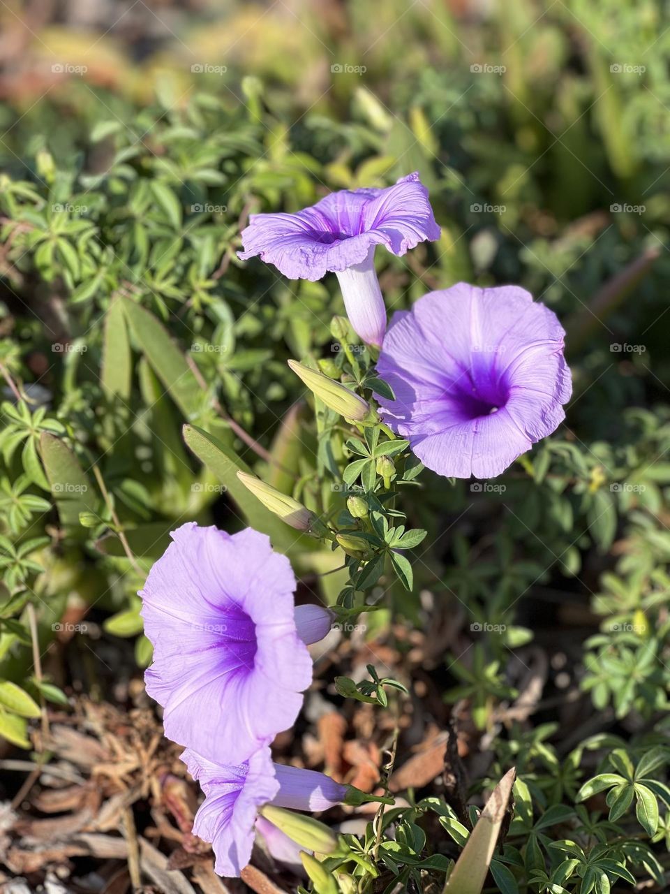 Purple flower