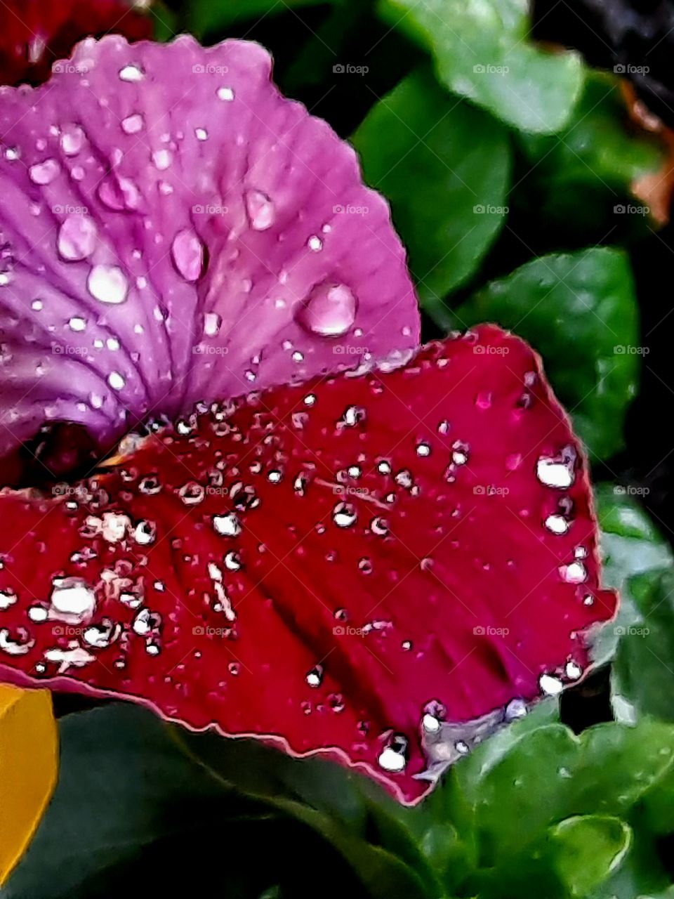 rain drops on silky petals of bicolor  pansy