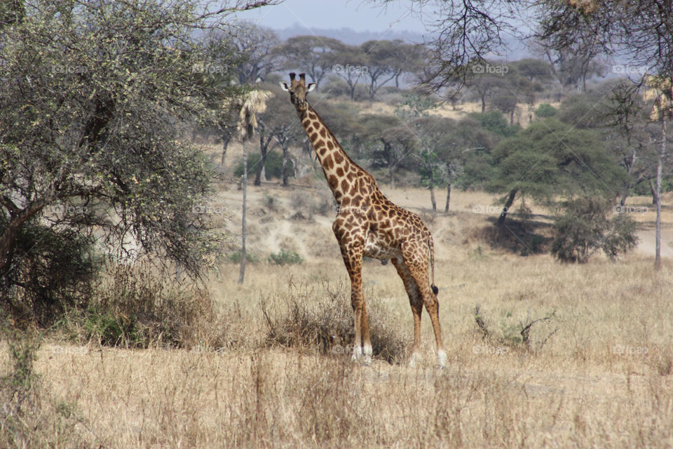 Giraffe on grassy field in forest