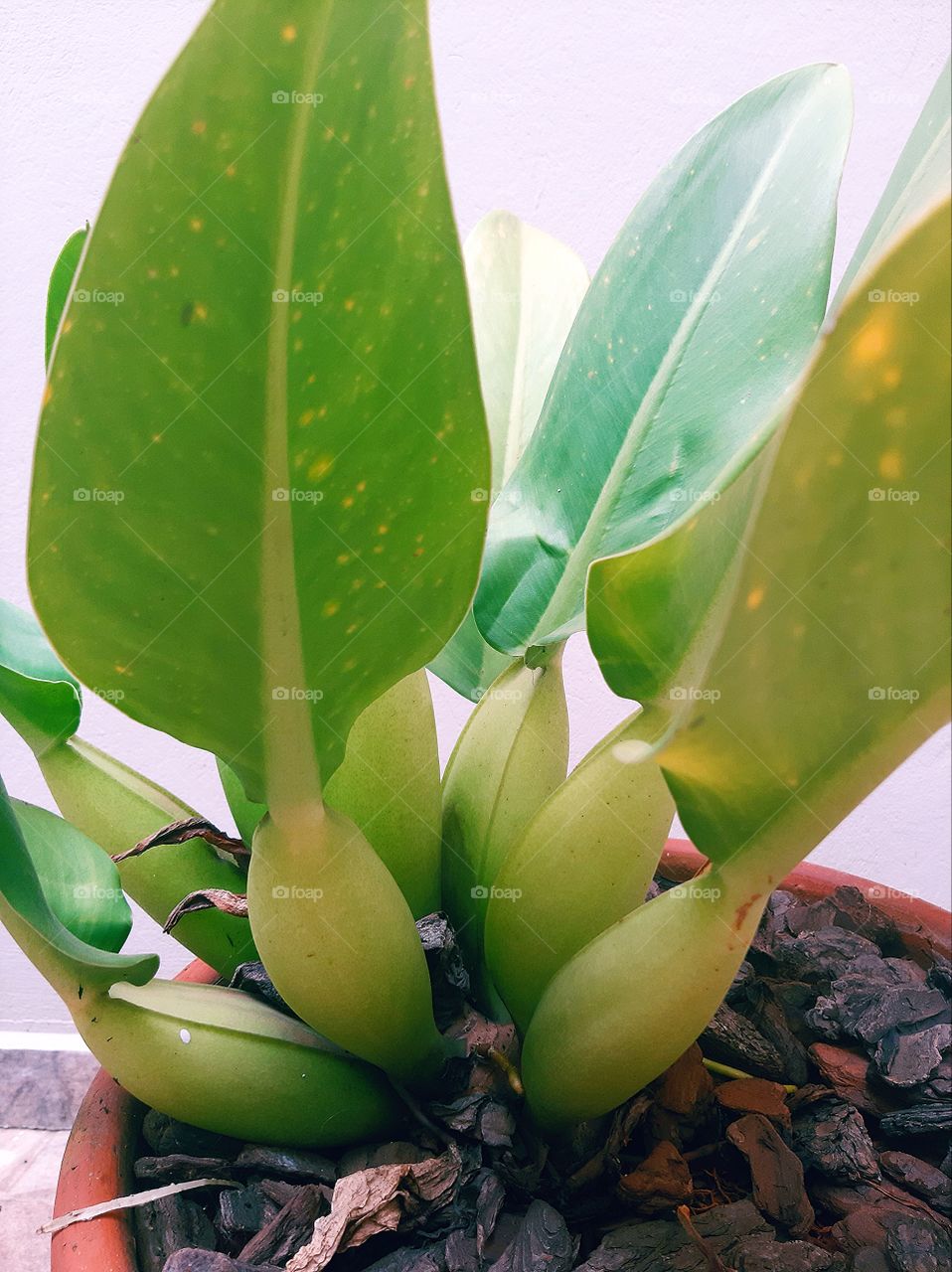 pot with pacova plant.