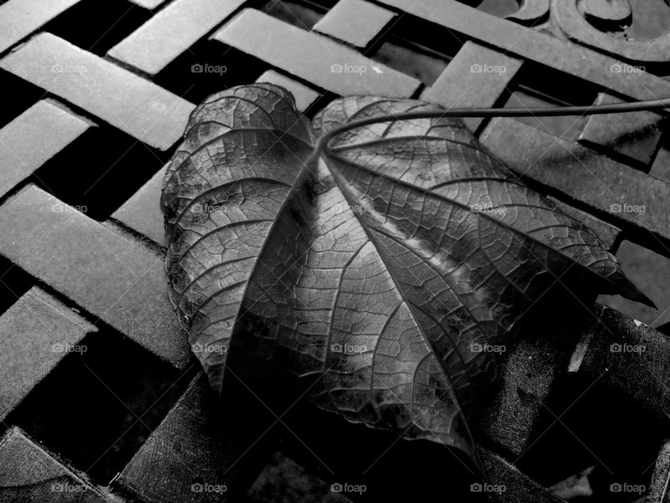 Leaf in b&w