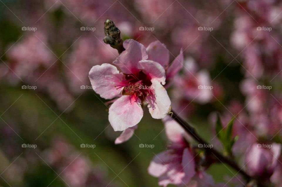 Peach flowers