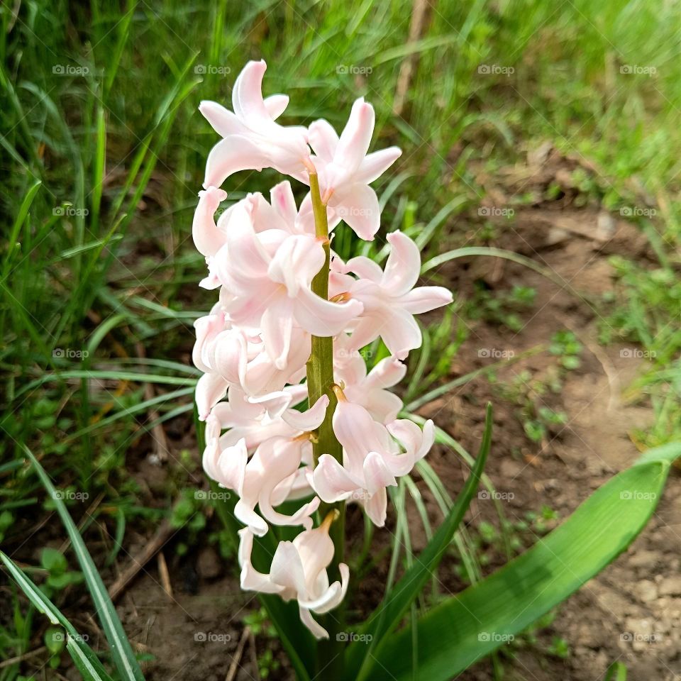 Hyacinth in bloom