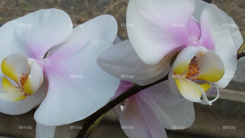 exotic flower water hyacinth