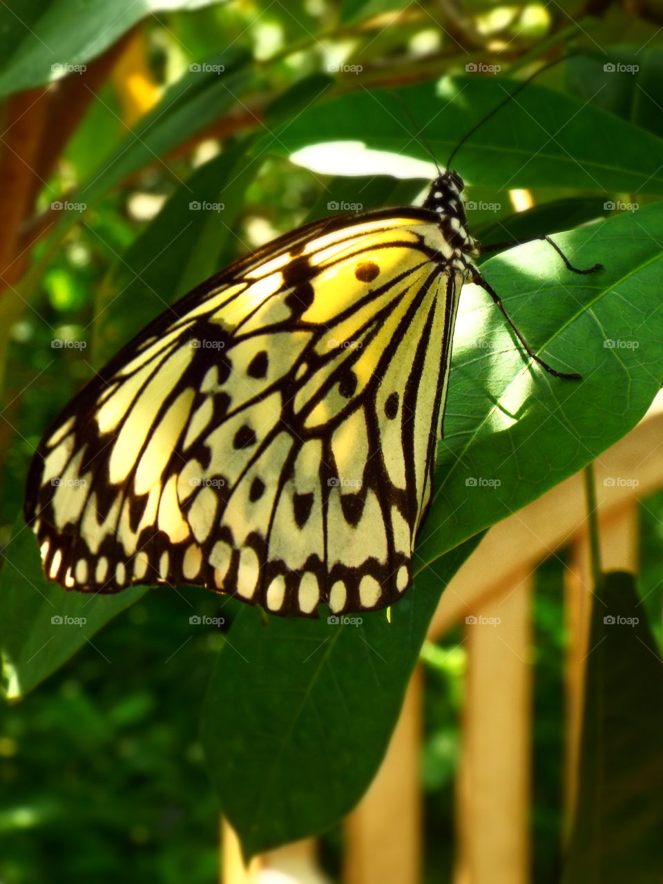 Closeup of yellow and black butterfly on green leaf with dappled sunlight 