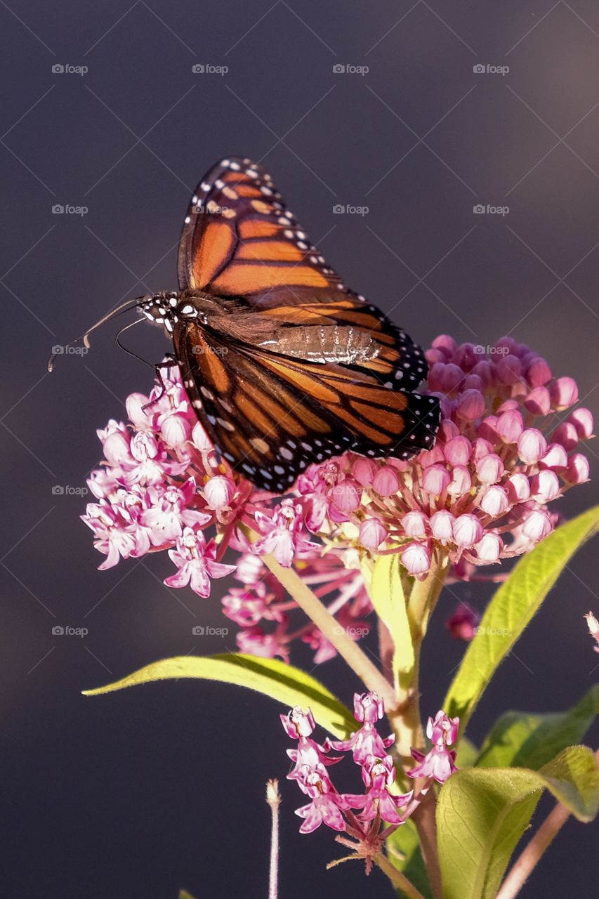 A monarch butterfly feasting on the sweet nectar from the blooms of a swamp milkweed at Yates Mill County Park in Raleigh North Carolina.