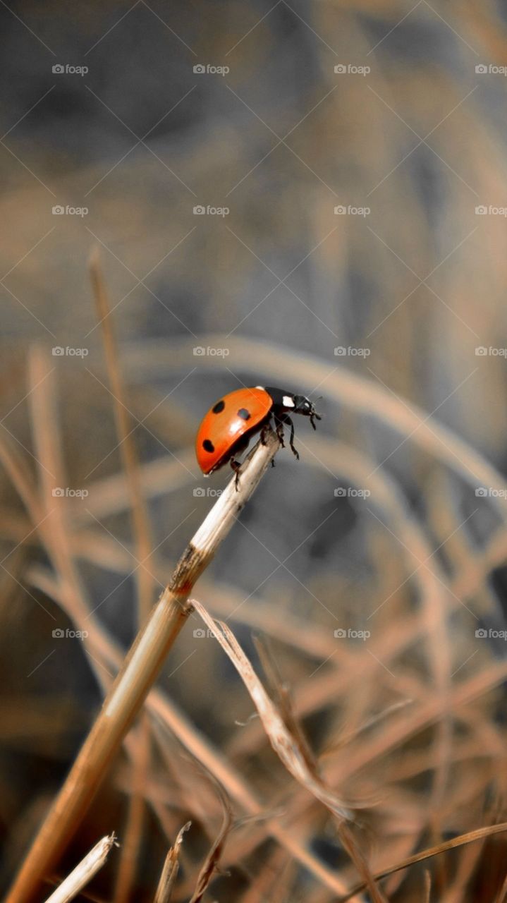 The Insect At Small Stick