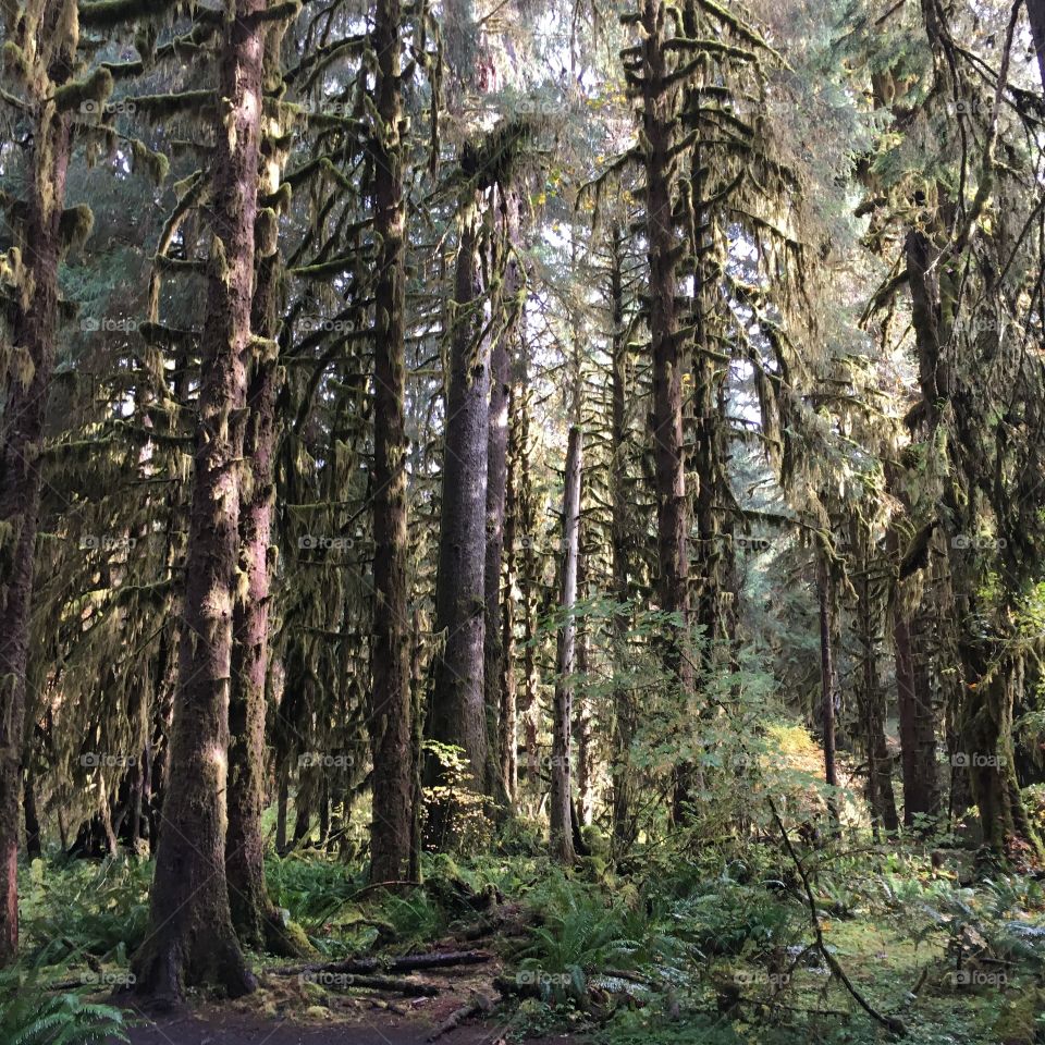 Trees in forest