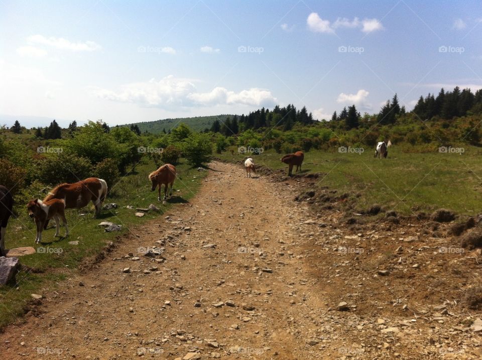 Grayson Highlands Wild Ponies. Taken at Grayson Highlands State Park. The "wild" ponies are adorable and remarkably friendly. 