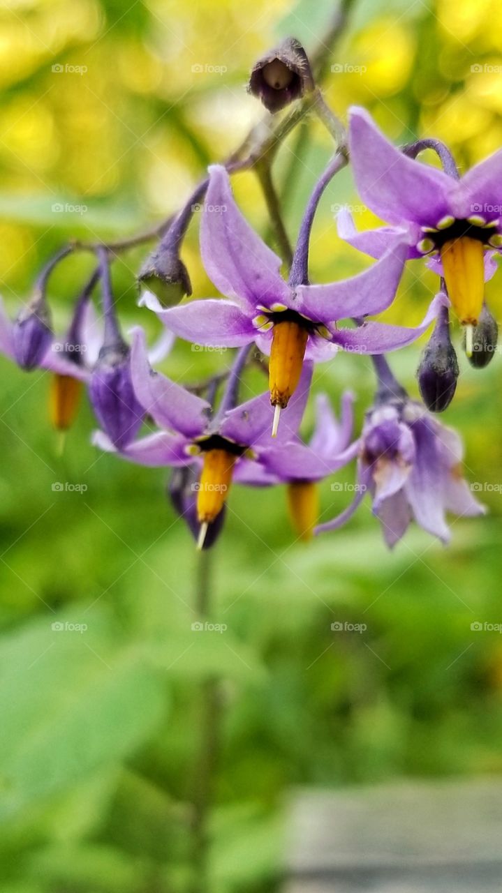Tiny purple flowers