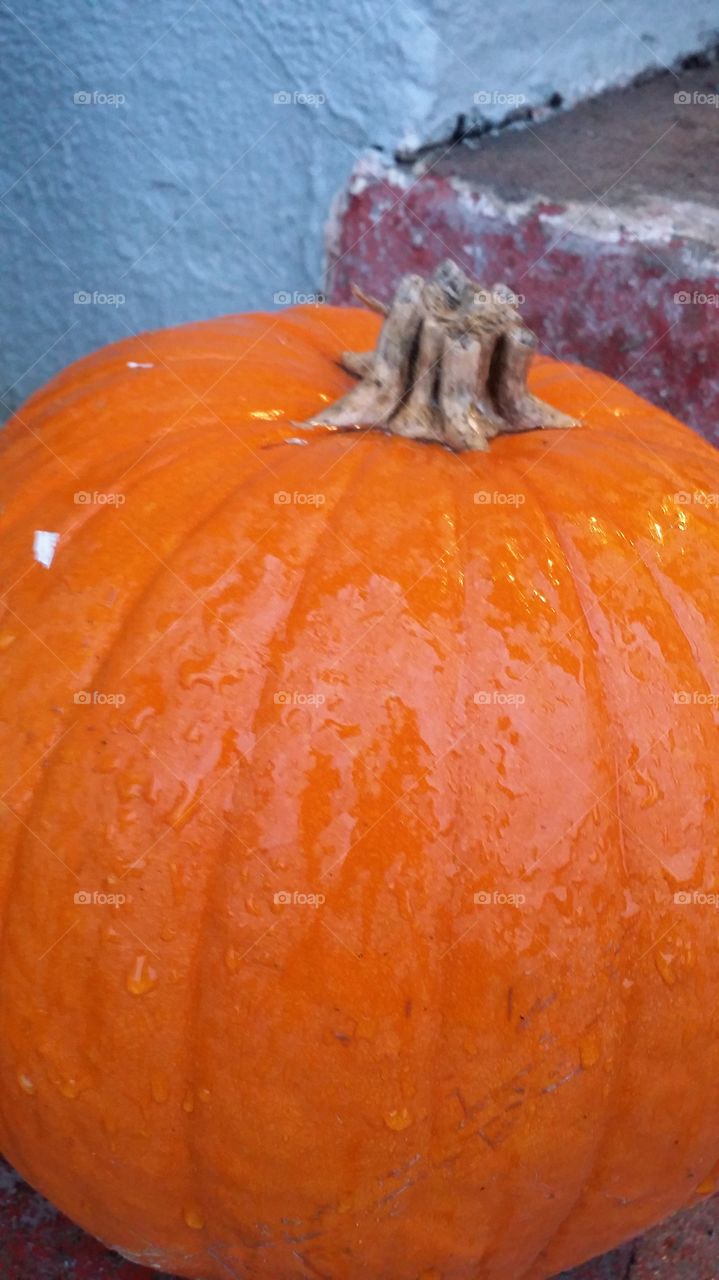 Rain on my pumpkin