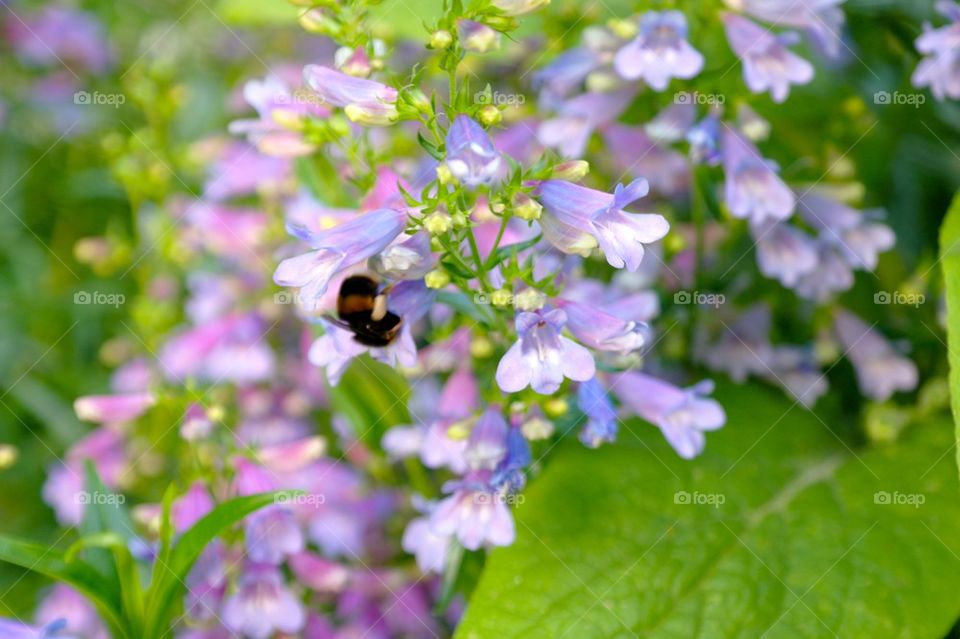 Feeding bee on flowers