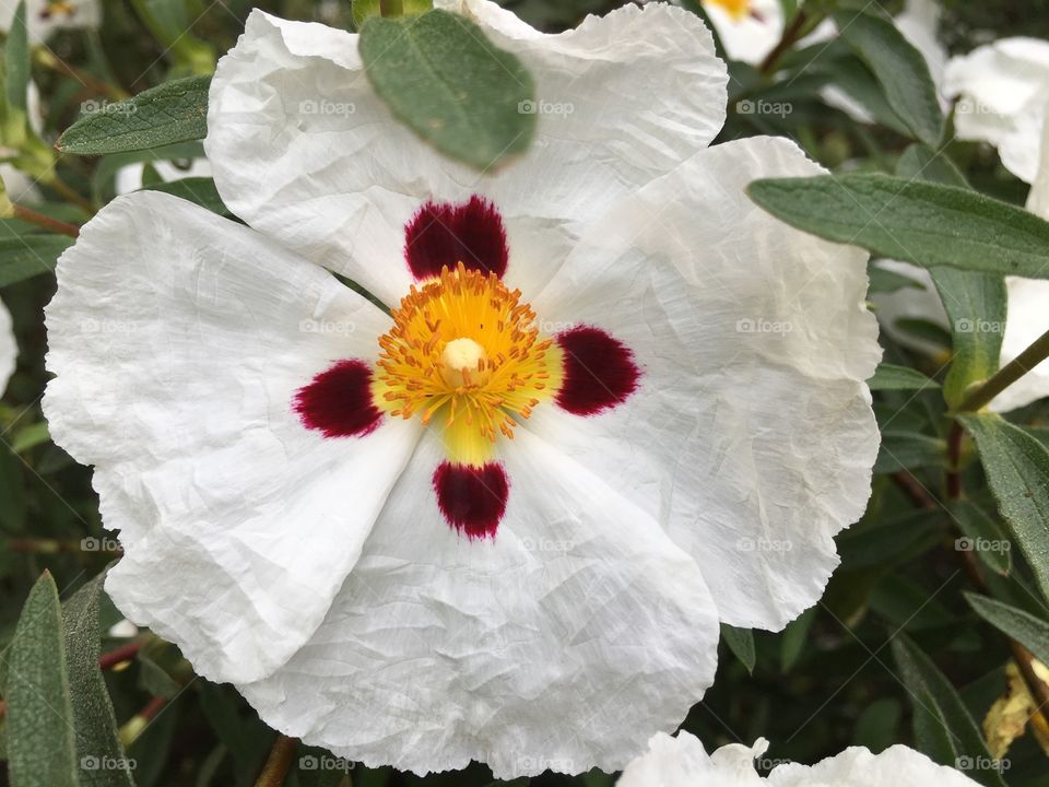 Extreme close-up of white flowers