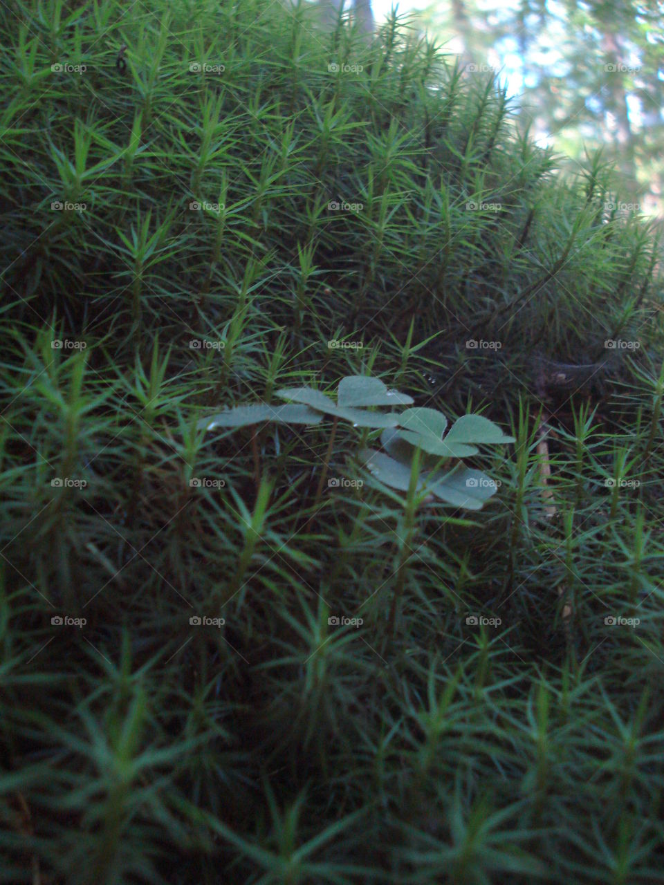 moss in the Woods @ Austria Tirol