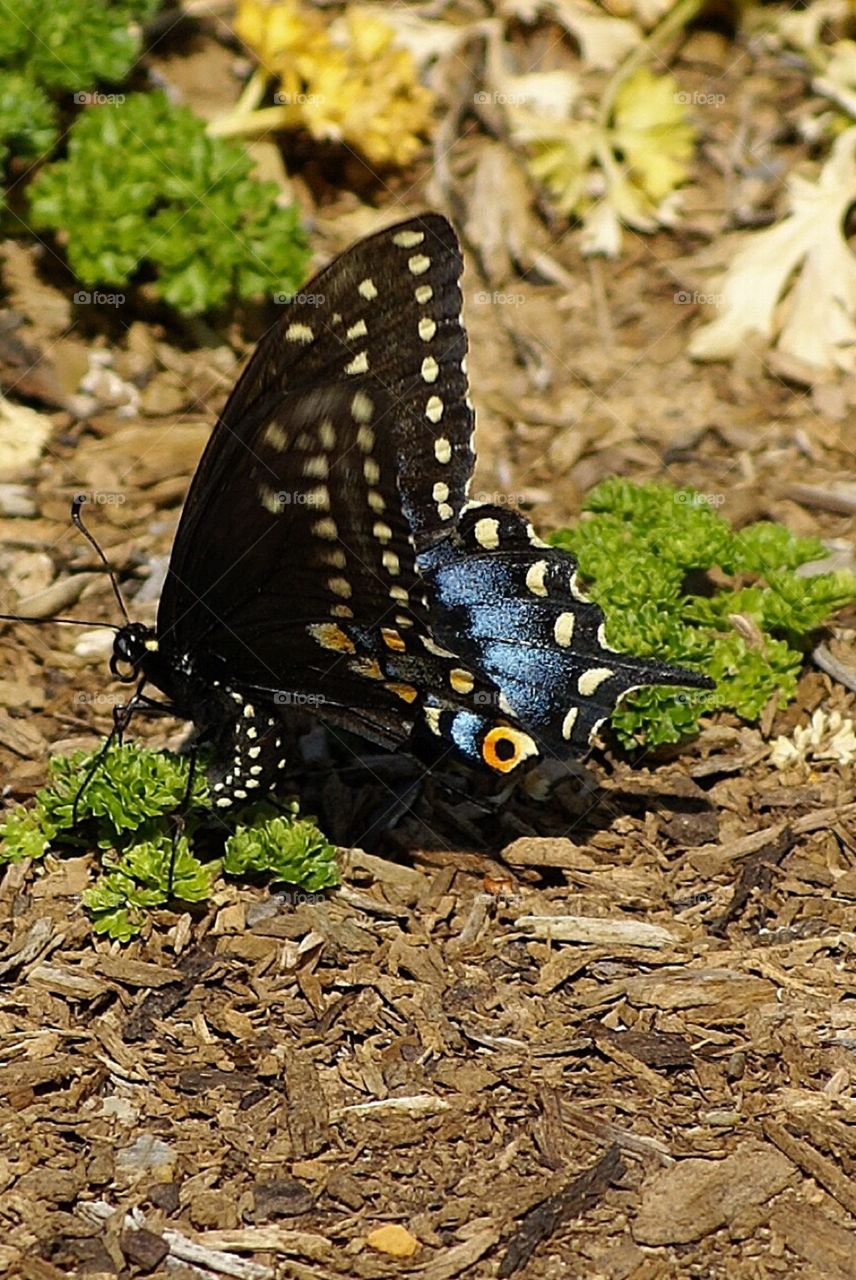 Blue beauty