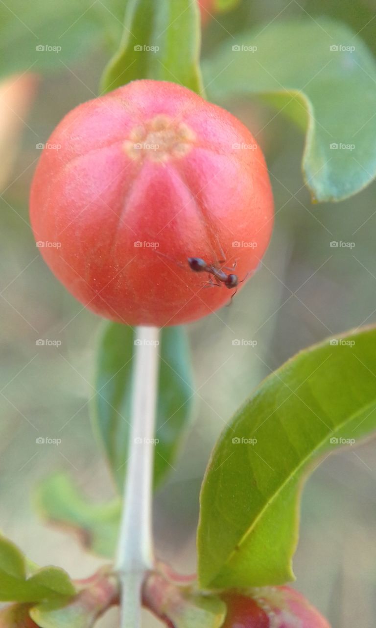 Pomegranate blossom and ants