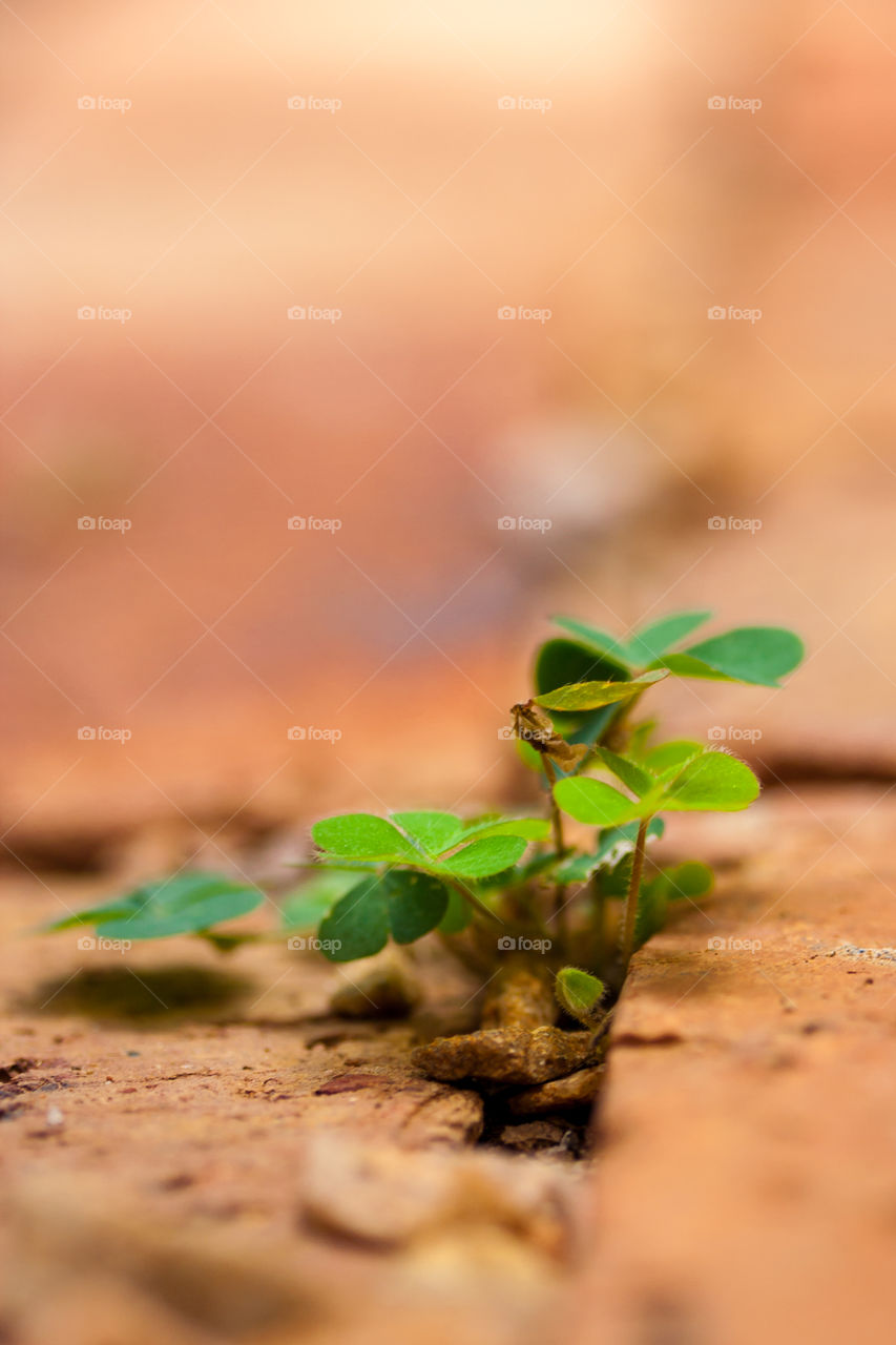 Clover in a harsh environment. Life between bricks